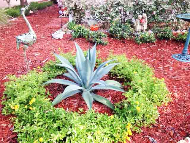 Beachside Gardens, LLC - Agave 'Blue'