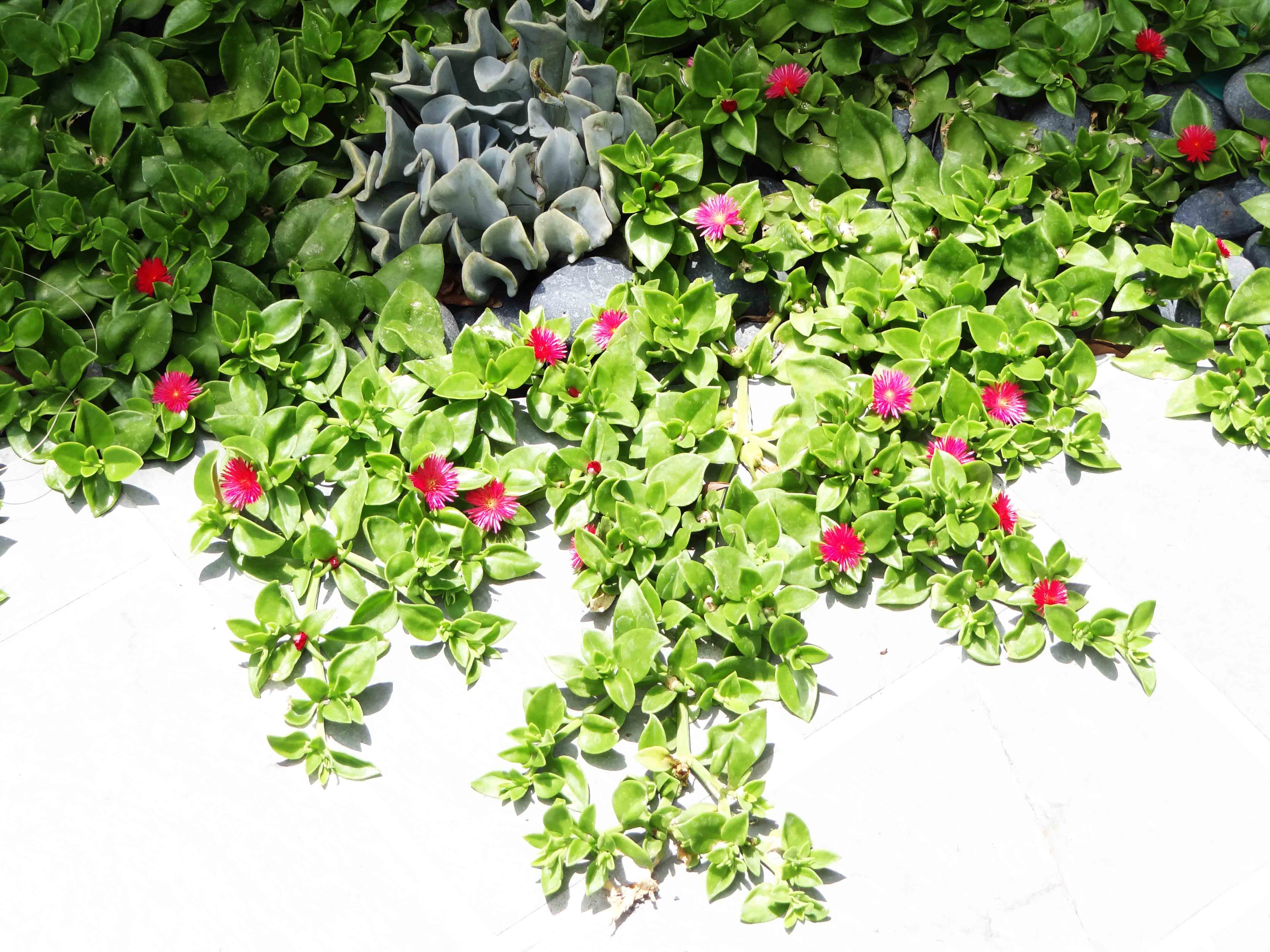 Beachside Gardens, LLC - Aptenia 'Baby Ice Plant'