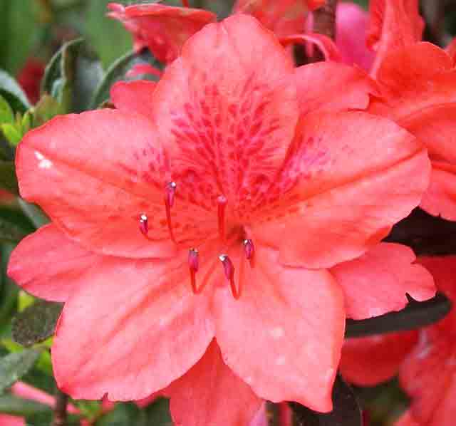 Beachside Gardens, LLC - Azalea 'Fashion' Flower