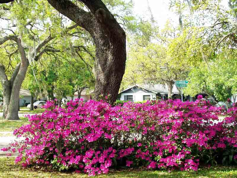 Beachside Gardens, LLC - Azalea Hedge 'Formosa Lavendar'