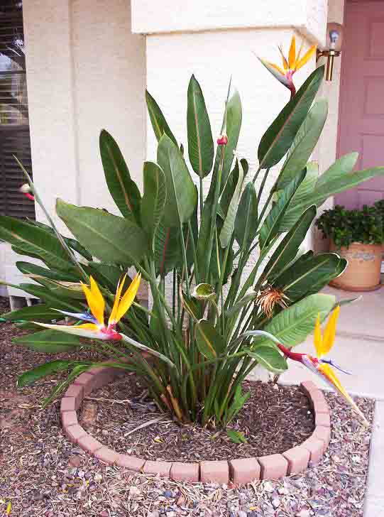 Beachside Gardens, LLC - Bird of Paradise 'Orange'