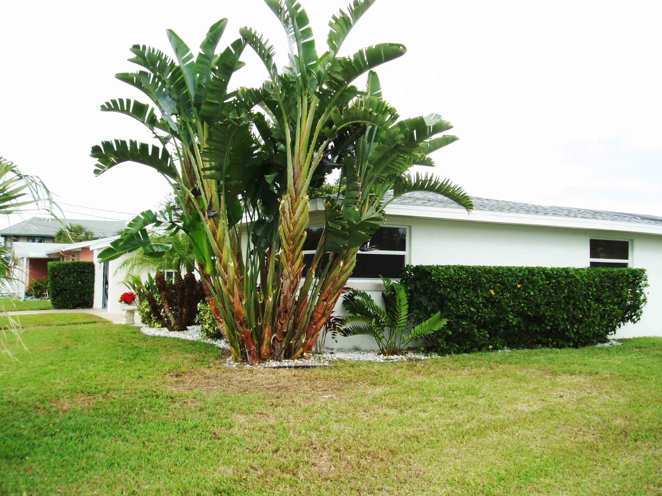 Beachside Gardens, LLC - Bird of Paradise 'White' Mature