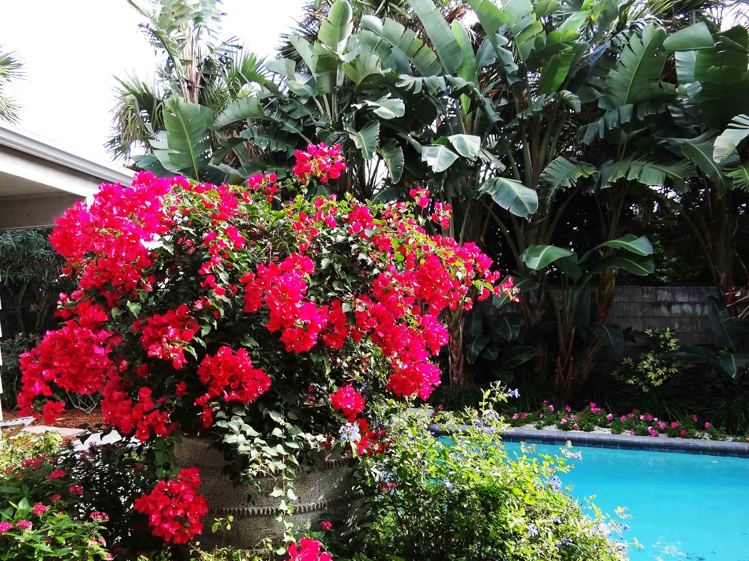 Beachside Gardens, LLC - Bougainvillea in Pool Planter