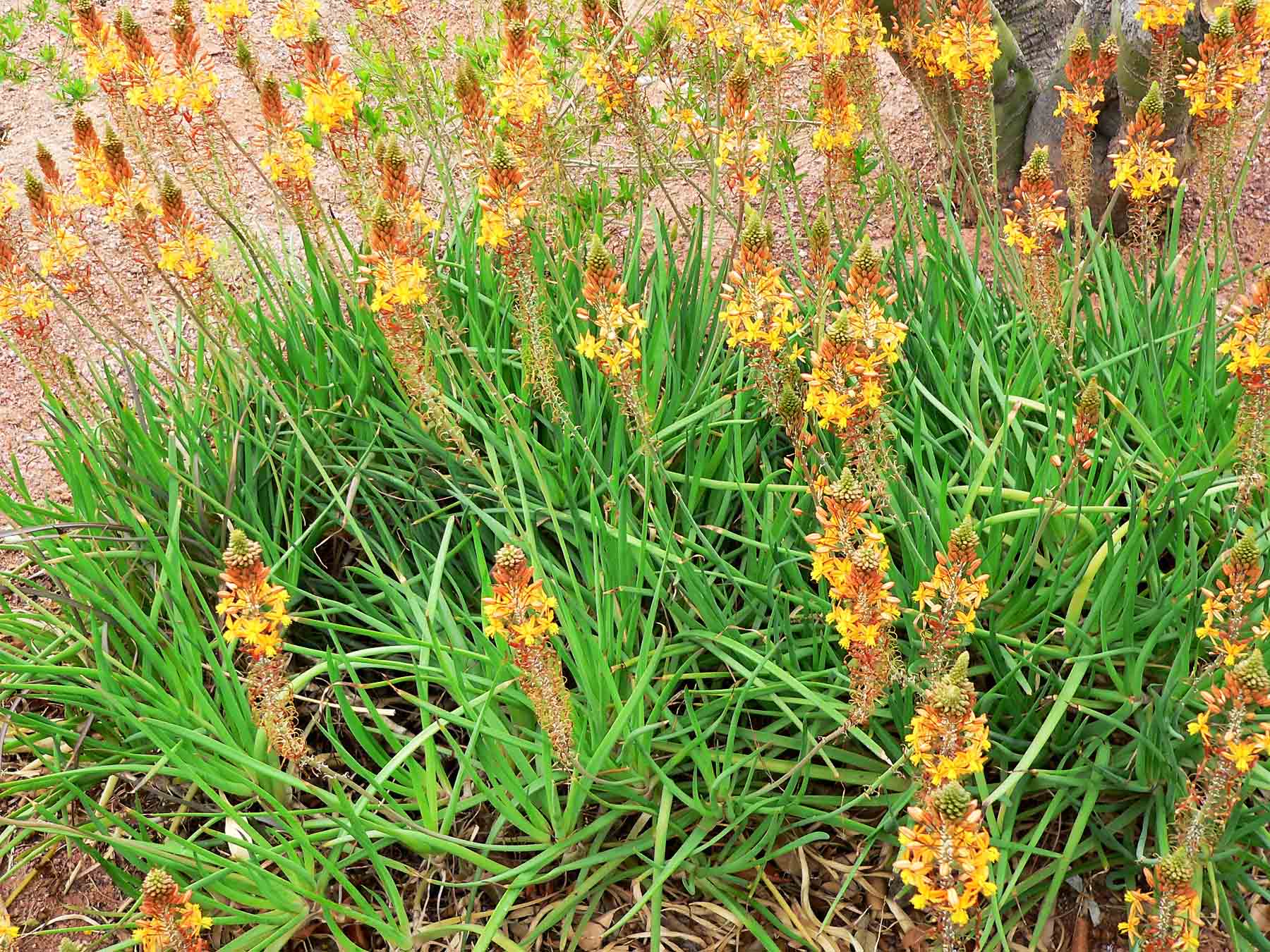 Beachside Gardens, LLC - Bulbine 'Orange'