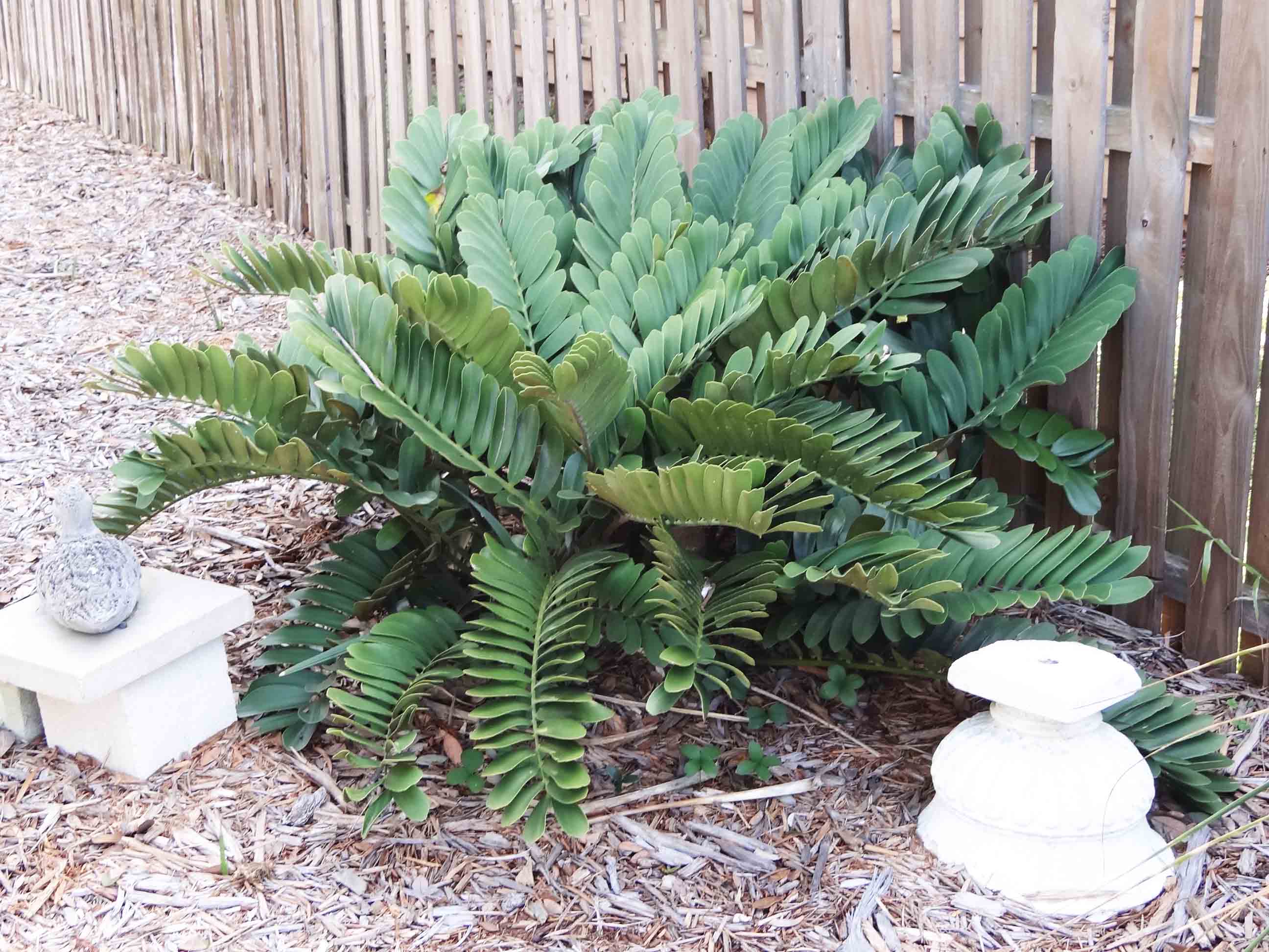 Beachside Gardens, LLC - Cardboard Plant