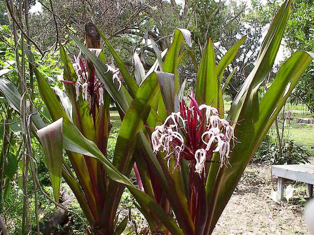 Beachside Gardens, LLC - Crinum Lily 'Queen Emma'