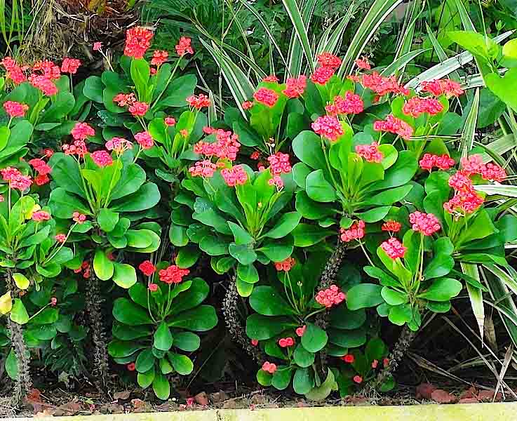 Beachside Gardens, LLC - Crown of Thorns Pink