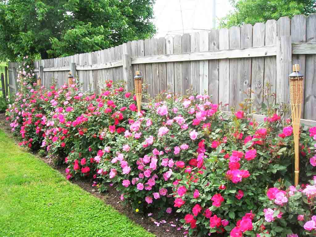 Beachside Gardens, LLC - Double Knockout Roses