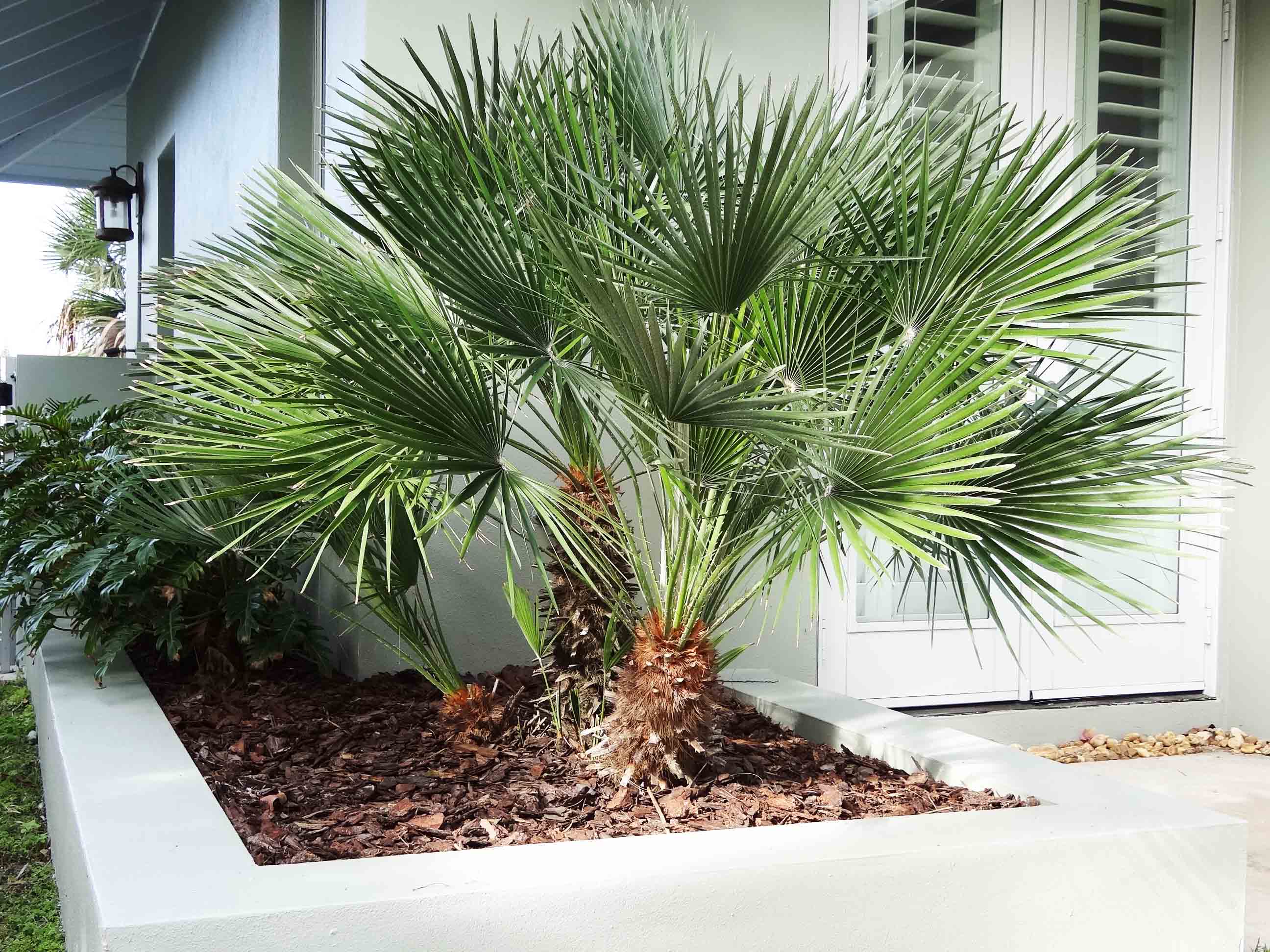 Beachside Gardens, LLC - European Fan Palm