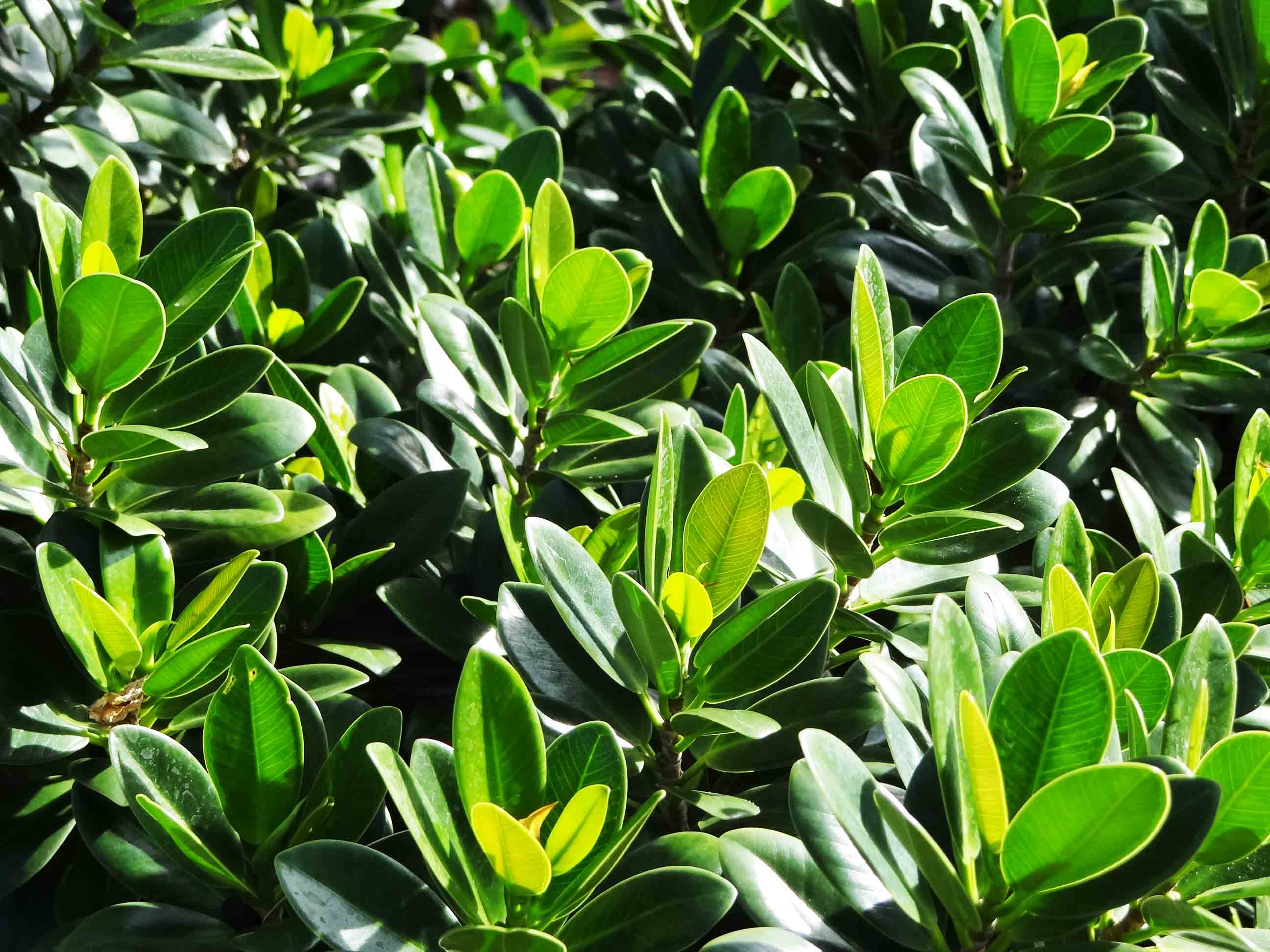 Beachside Gardens, LLC - Green Island Ficus