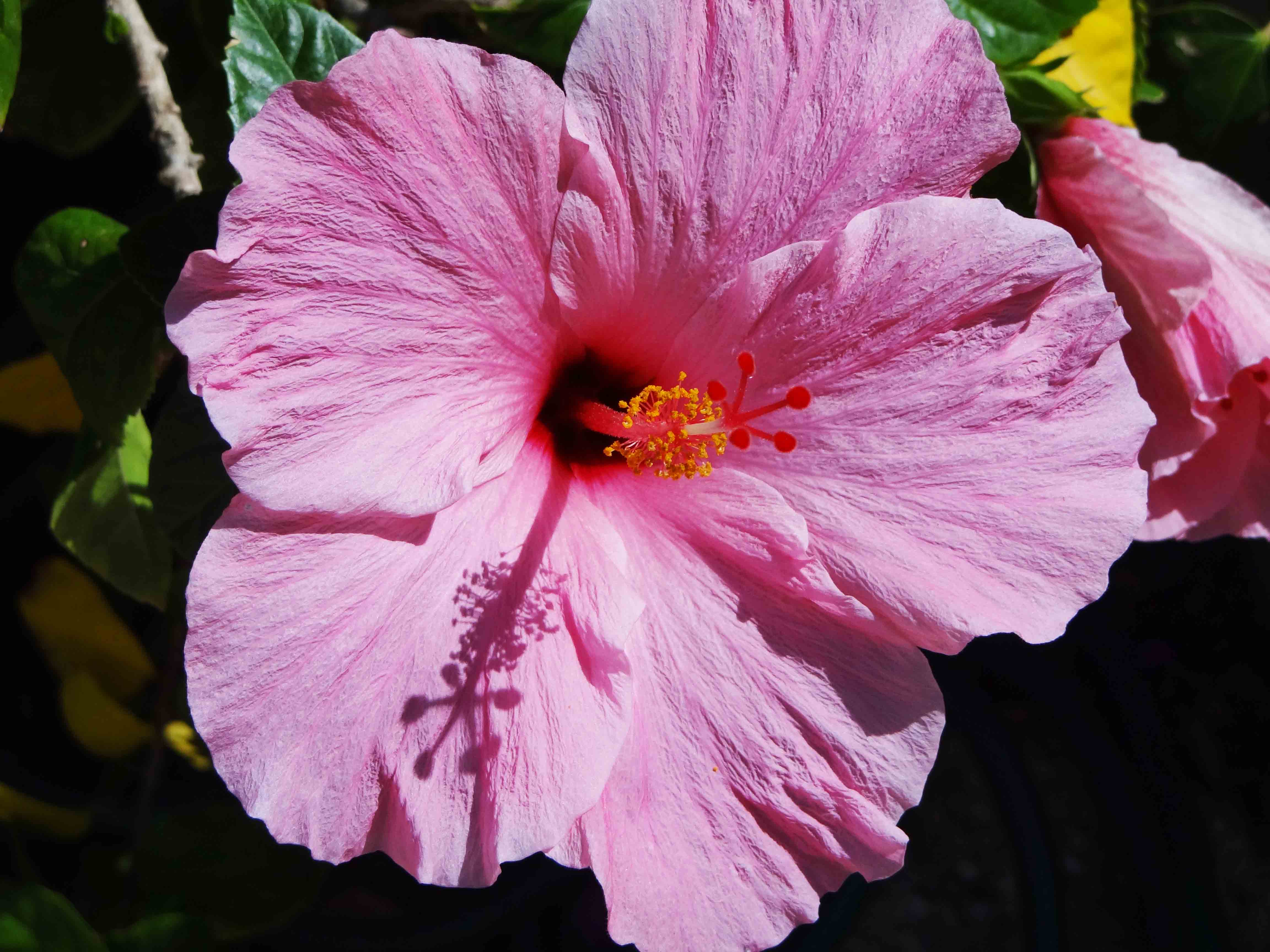 Beachside Gardens, LLC - Hibiscus