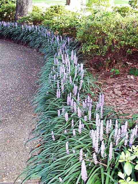 Beachside Gardens, LLC - Liriope 'Big Blue'