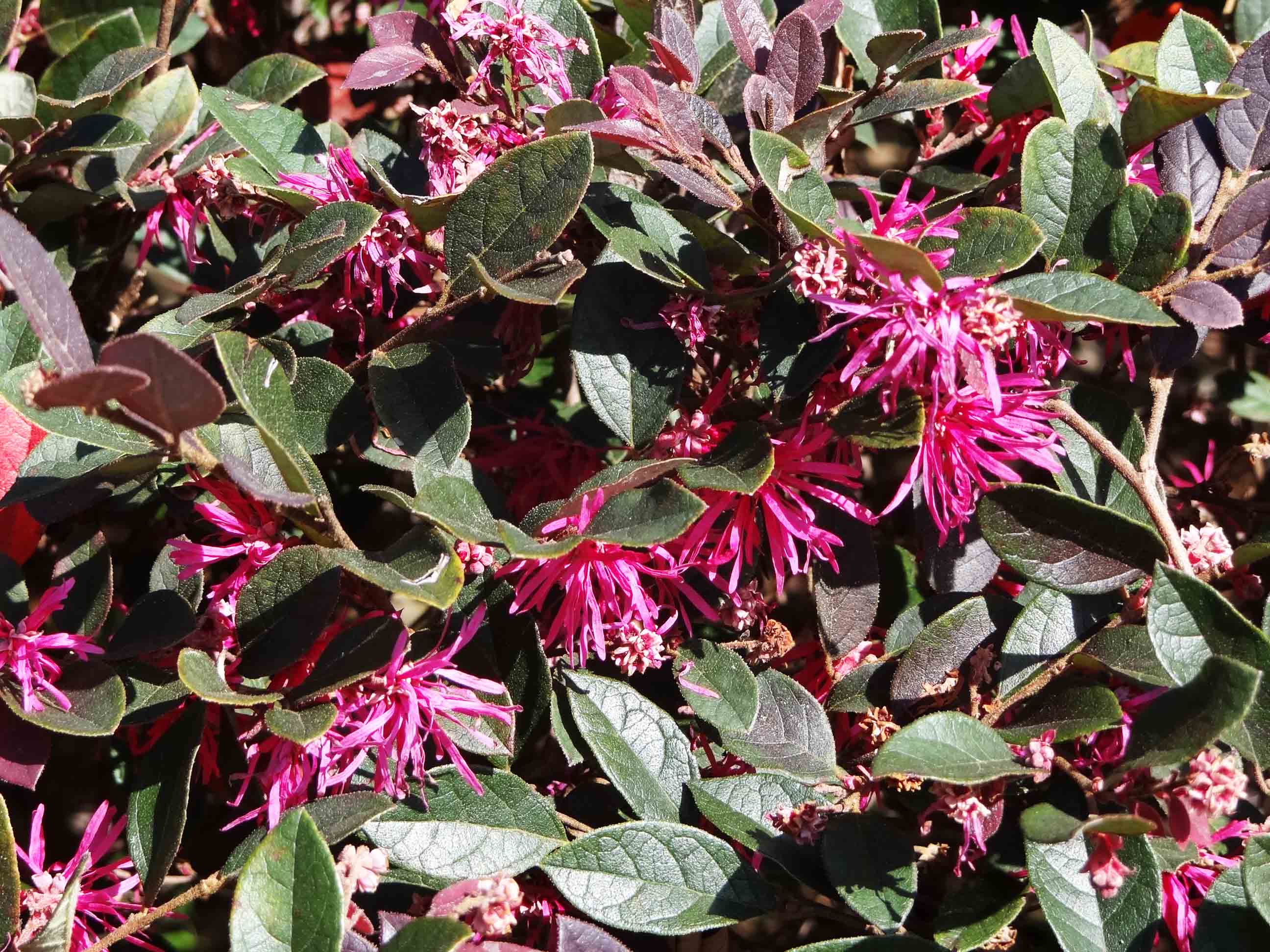 Beachside Gardens, LLC - Loropetalum Flower