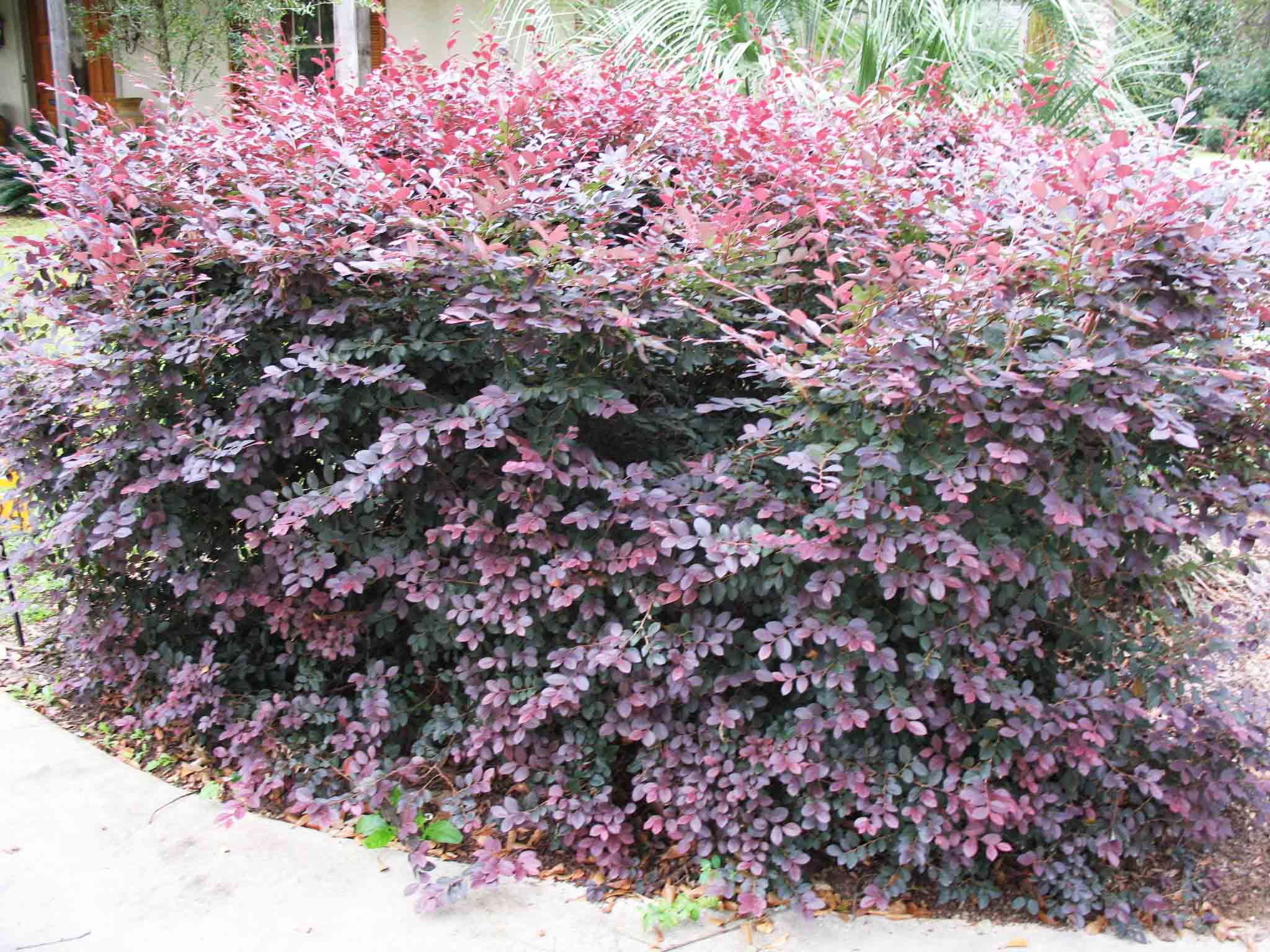 Beachside Gardens, LLC - Loropetalum 'Plum'