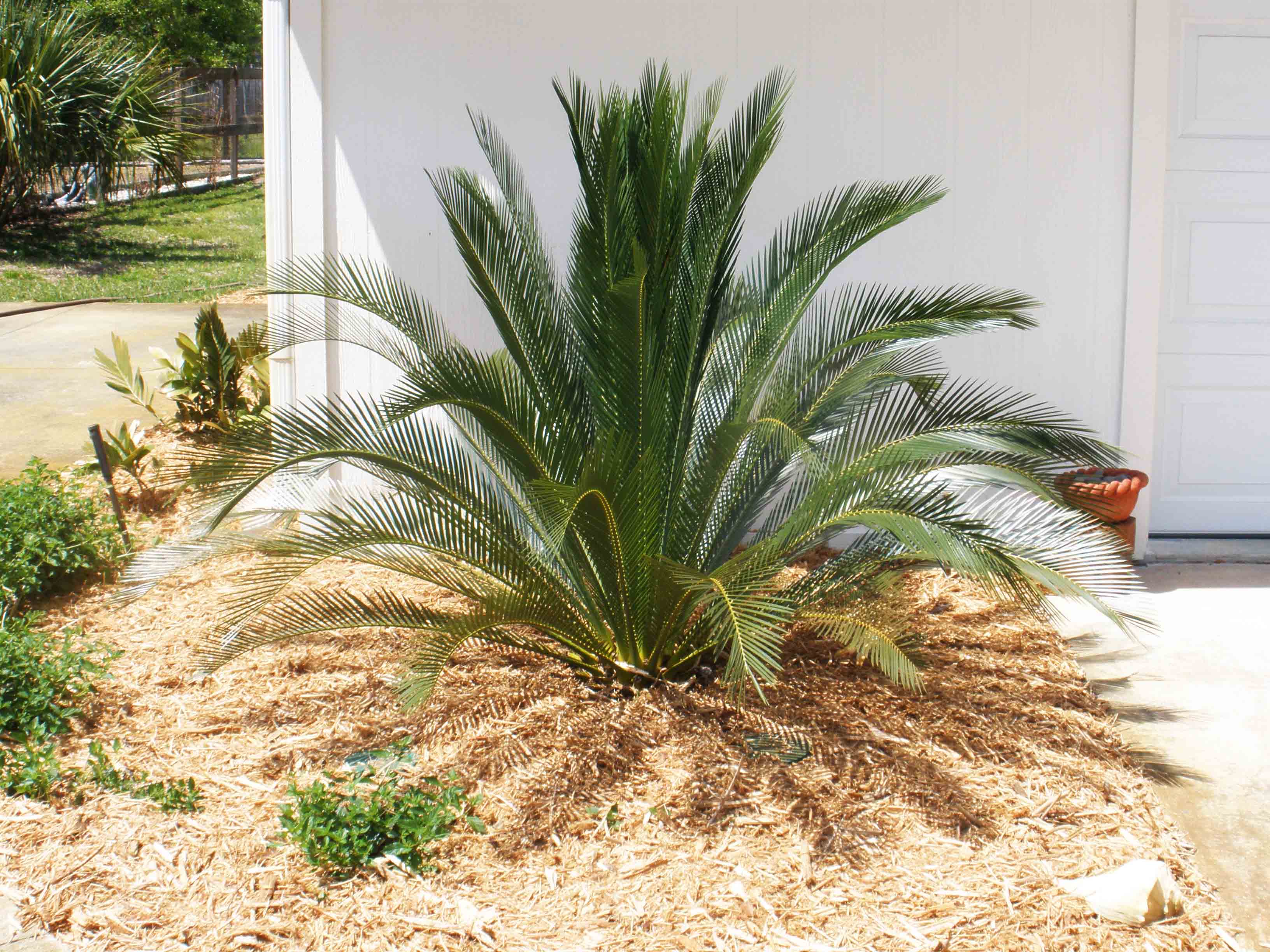 Beachside Gardens, LLC - Macrozamia