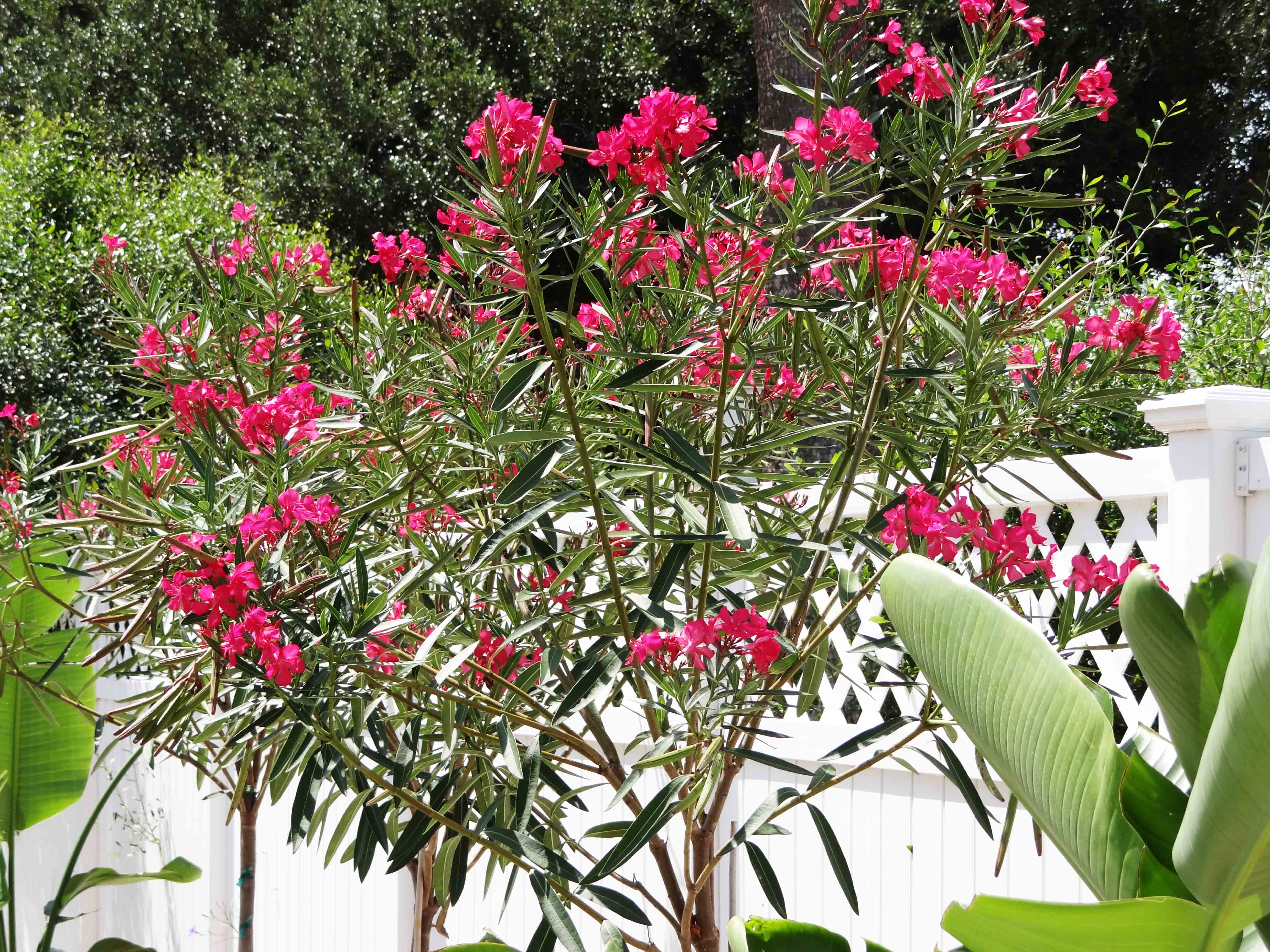 Beachside Gardens, LLC - Oleander Calypso