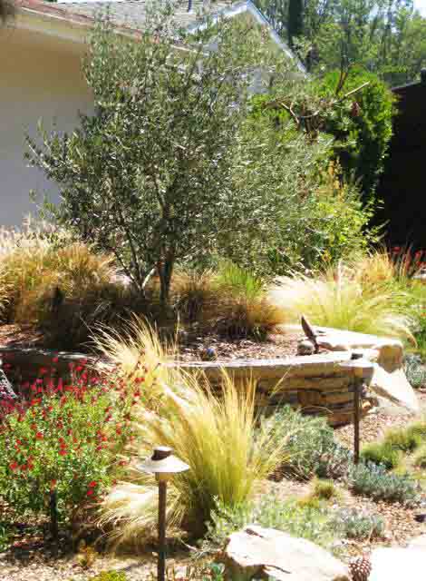 Beachside Gardens, LLC - Olive Tree