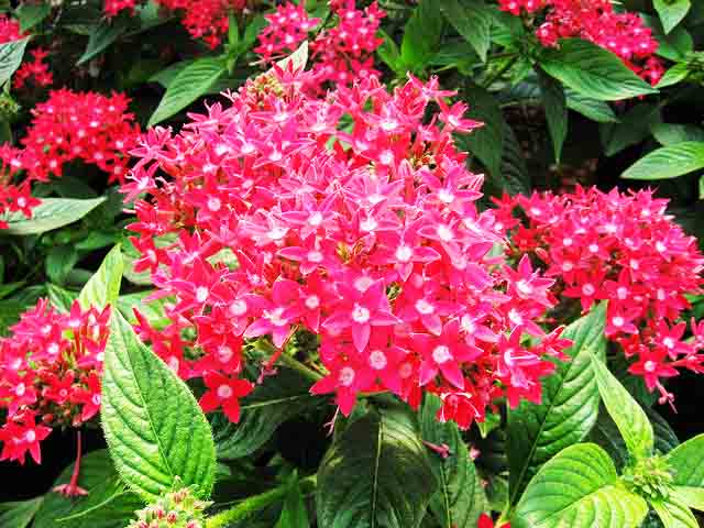 Beachside Gardens, LLC - Pentas 'Graffiti Red'