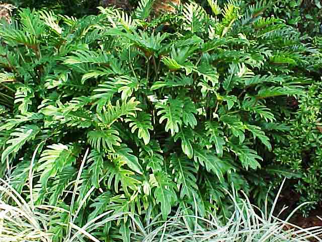 Beachside Gardens, LLC - Philodendron 'Xanadua'