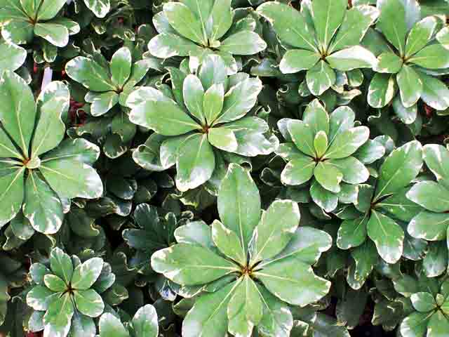 Beachside Gardens, LLC - Pittosporum Vareigated