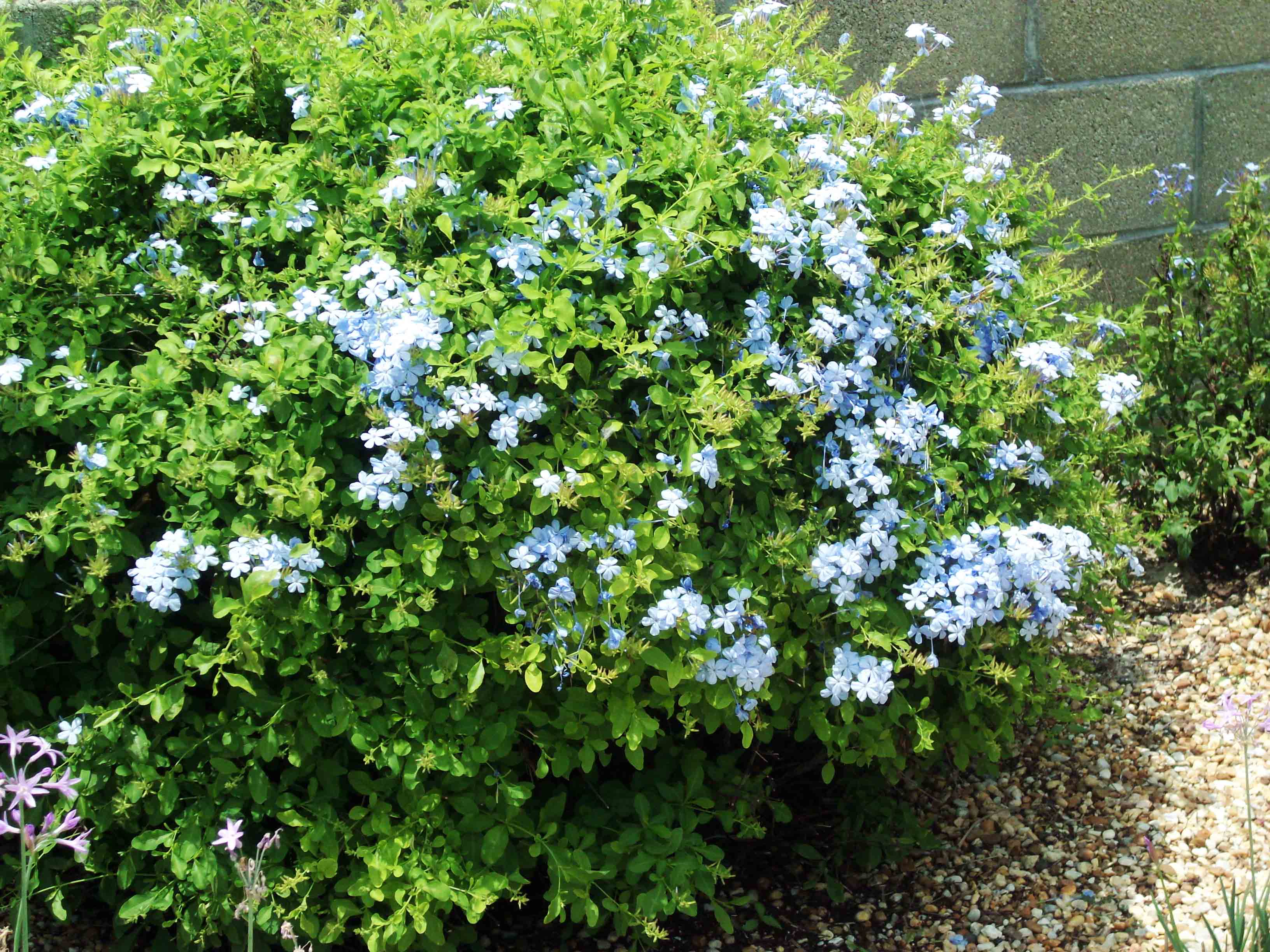 Beachside Gardens, LLC - Plumbago