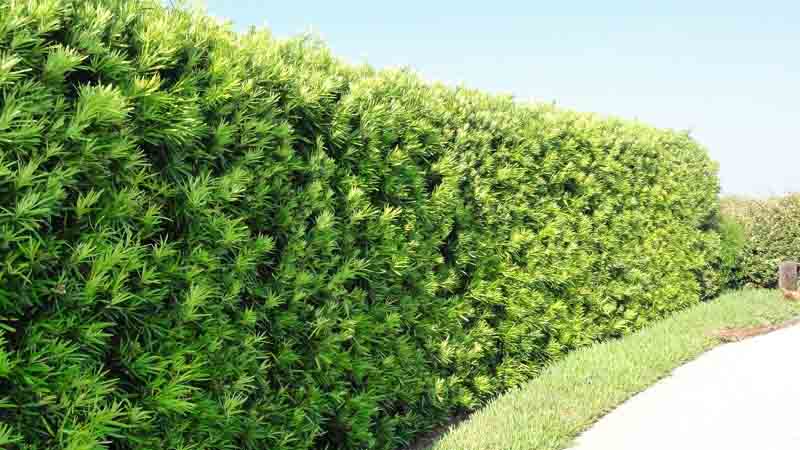 Beachside Gardens, LLC - Podocarpus Hedge