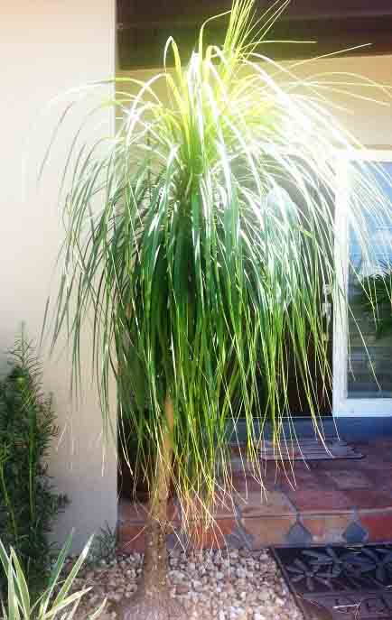 Beachside Gardens, LLC - Pony Tail Palm