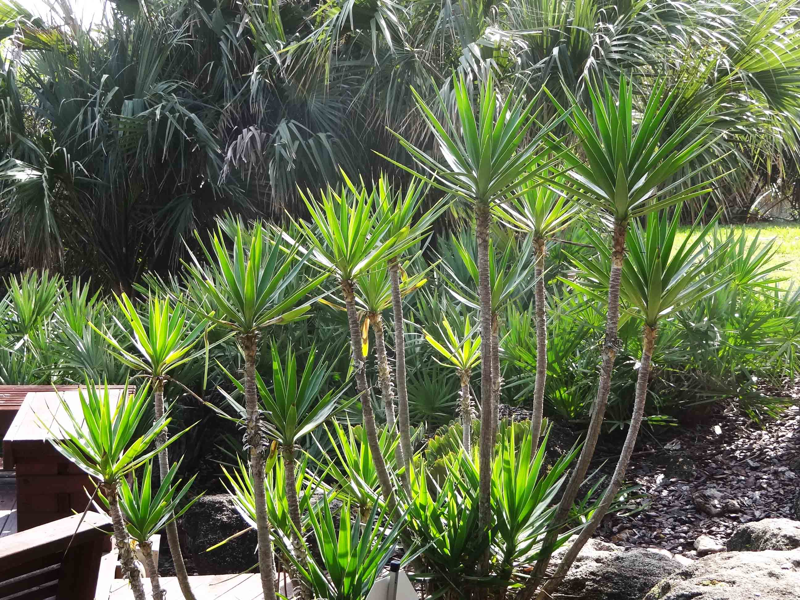 Beachside Gardens, LLC - Spineless Yucca