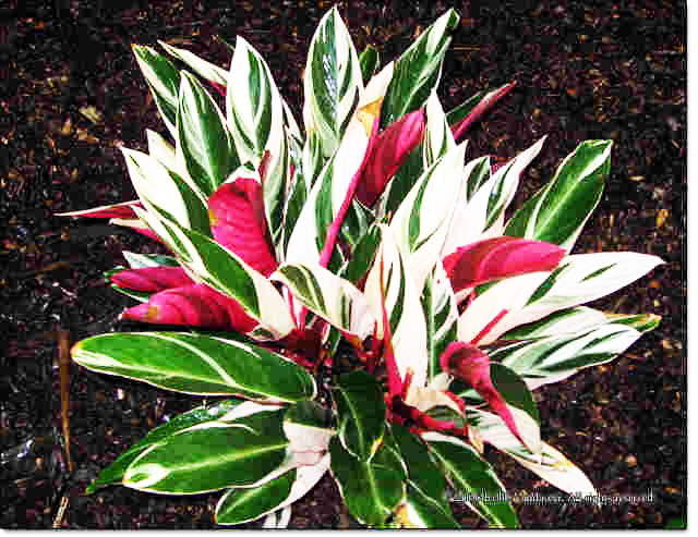 Beachside Gardens, LLC - Stromanthe 'Triostar'