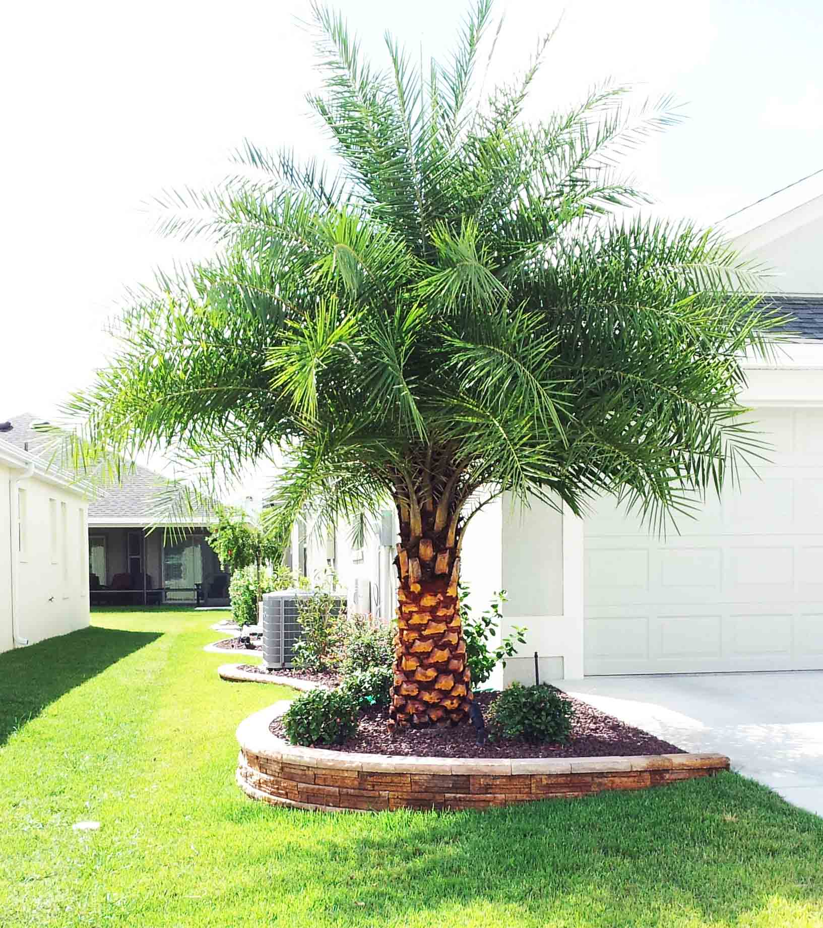 Beachside Gardens, LLC - Sylvester Palm