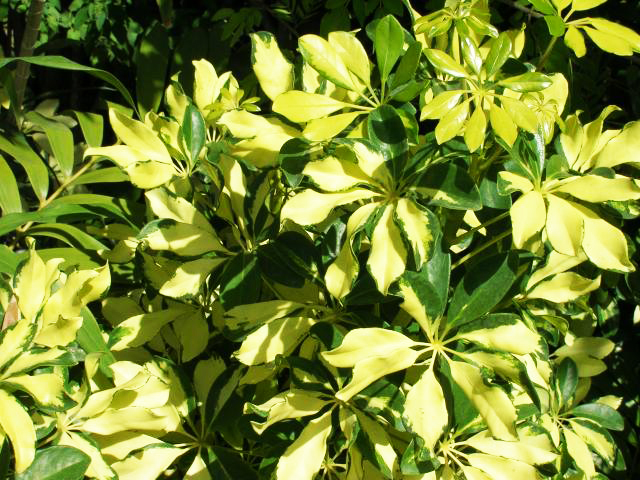 Beachside Gardens, LLC - Variegated Schefflera