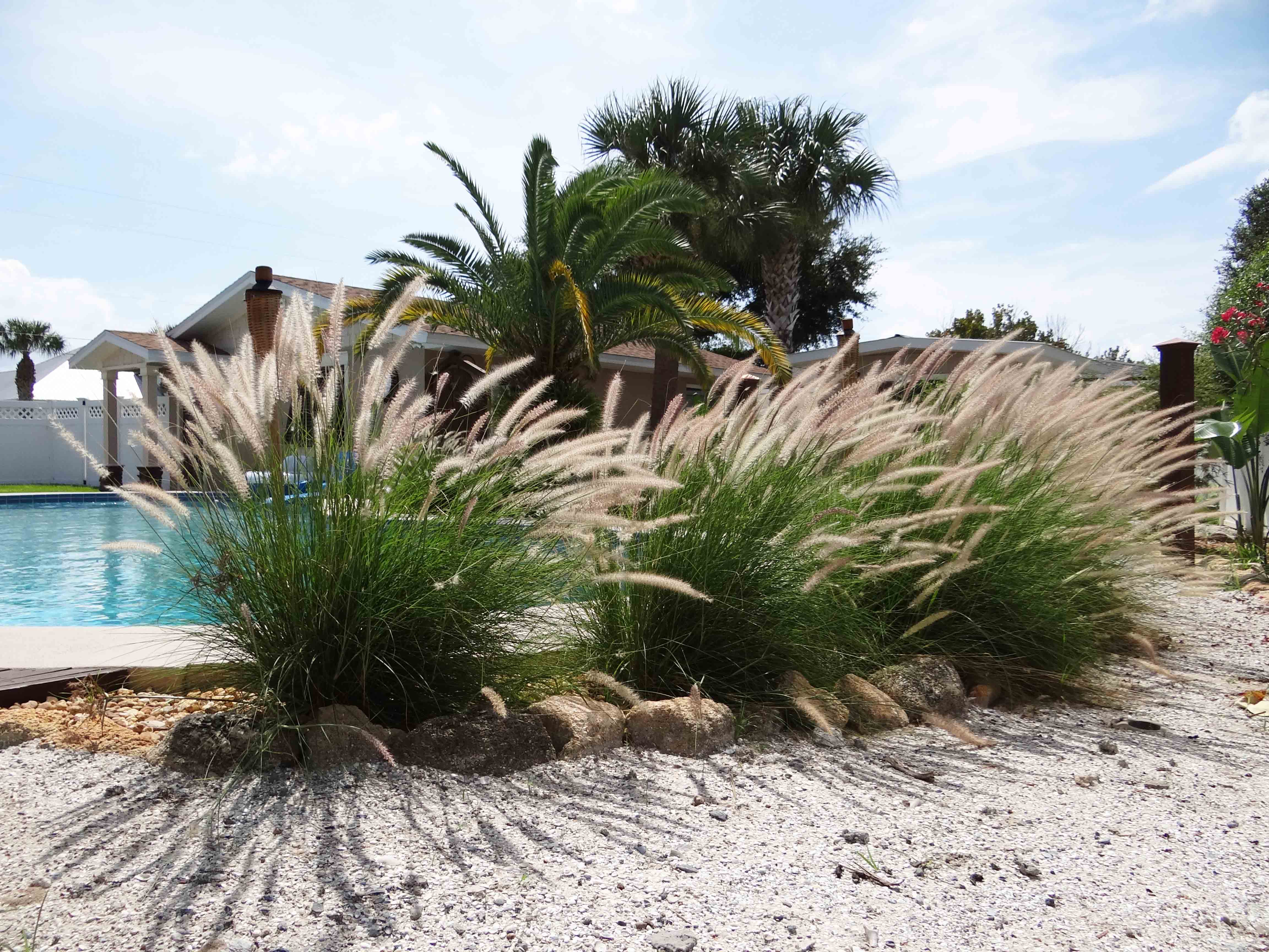 Beachside Gardens, LLC - White Fountain Coquina Rock and Shell Fill