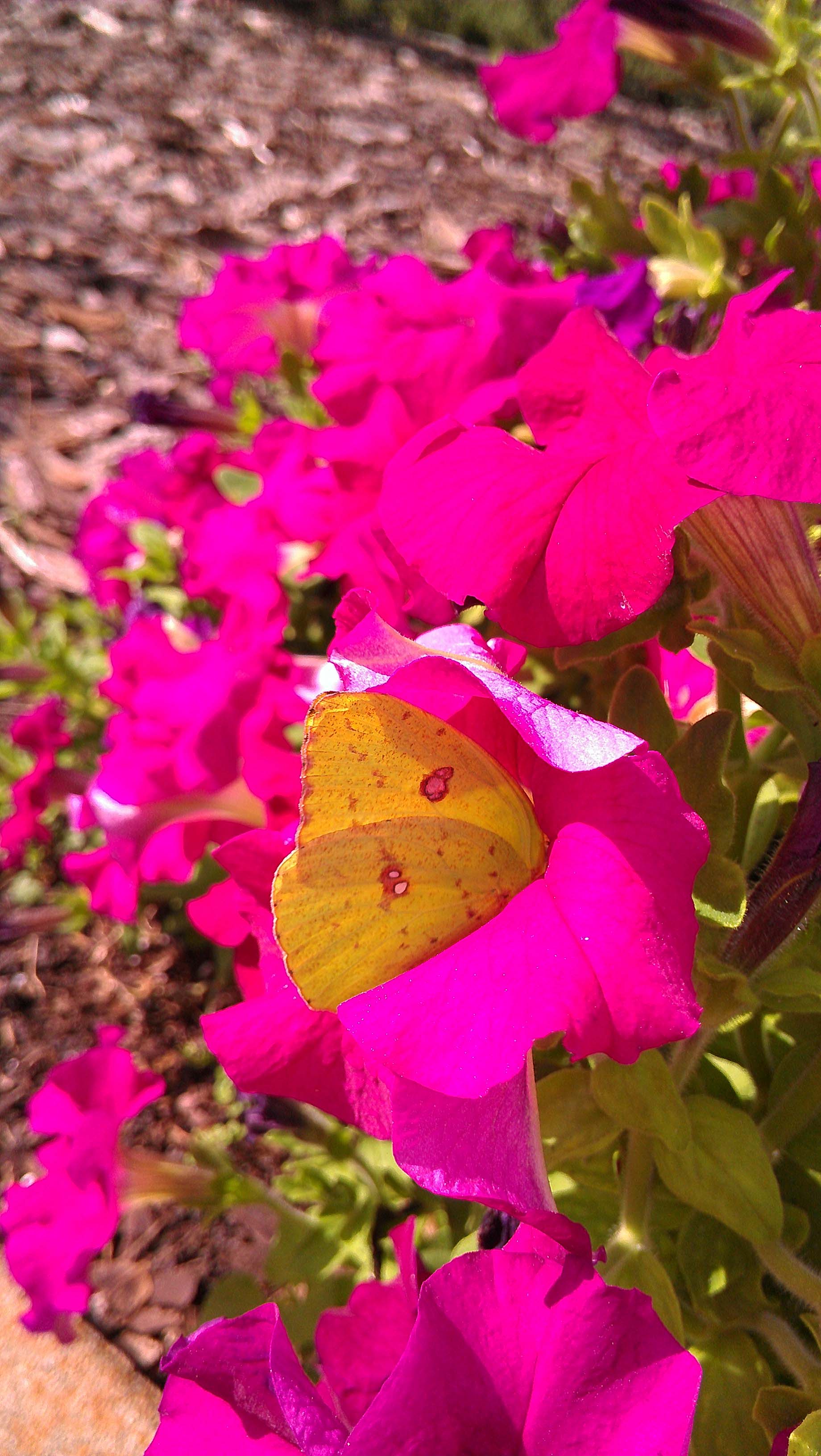 Beachside Gardens, LLC - Neon Pink Petunias